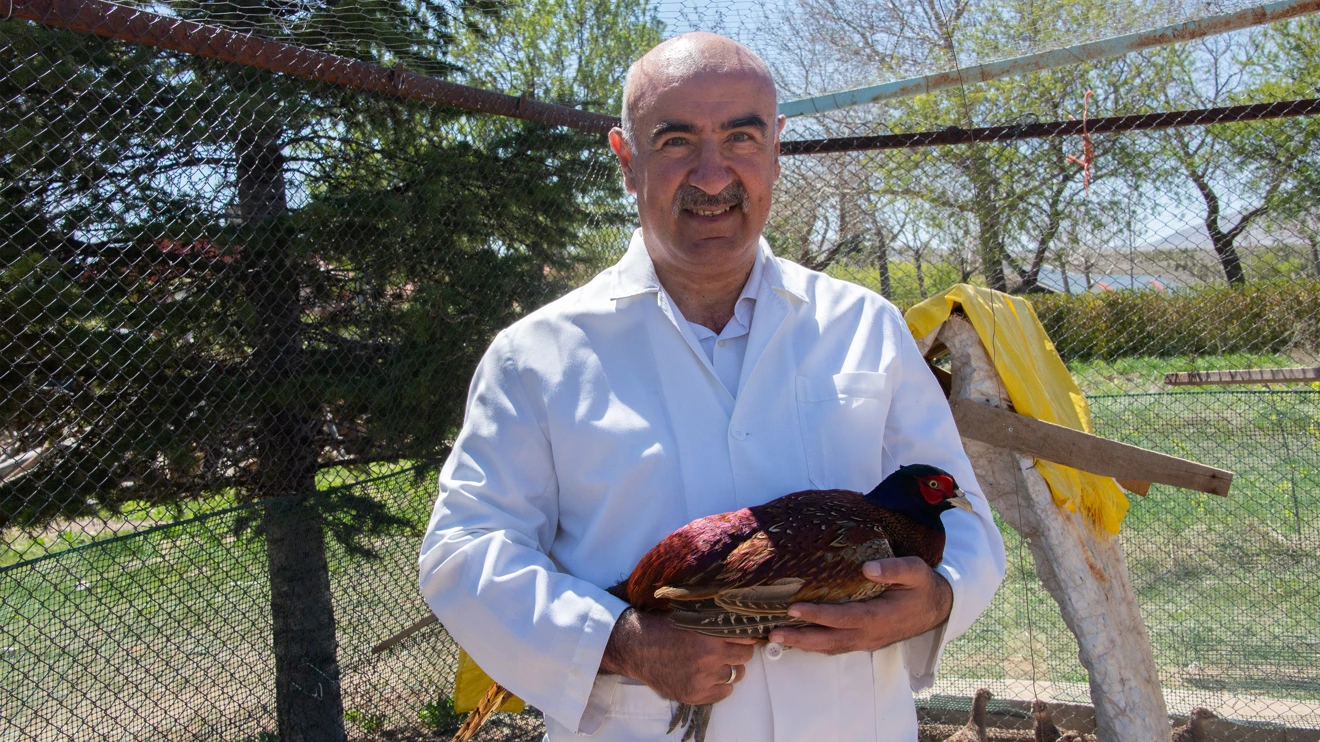 Selçuk Üniversitesi yine öncü oldu: sülün üretimi yaygınlaşıyor